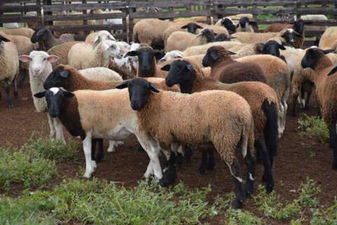 Com MS livre de aftosa, Iagro cria normas para trânsito de ovinos e caprinos