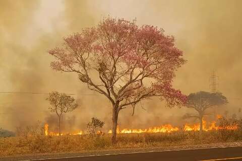 Engenheiro se depara com ipê rosa intacto em cenário tomado pelas chamas