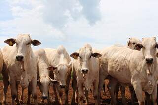 Rebanho bovino confinado em propriedade rural brasileira. (Foto: Divulgação)