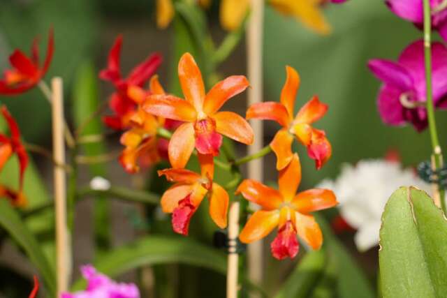 Em vasos ou &aacute;rvores, cultivo de orqu&iacute;deas &eacute; mais f&aacute;cil do que parece  