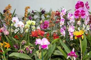 A Phalaenopsis, popularmente conhecida como ‘Orquídea Borboleta’, é a indicada para ter em casa (Foto: Juliano Almeida)