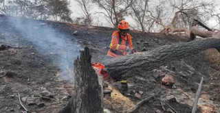 Bombeiros tentando cerrar árvore queimada, na região de Miranda (Foto: Divulgação/Corpo de Bombeiros Militar de MS) -