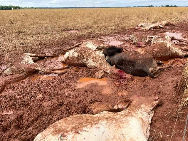 Em dia de 1,7&ordm;C registrado no campo, gado n&atilde;o resiste e amanhece morto