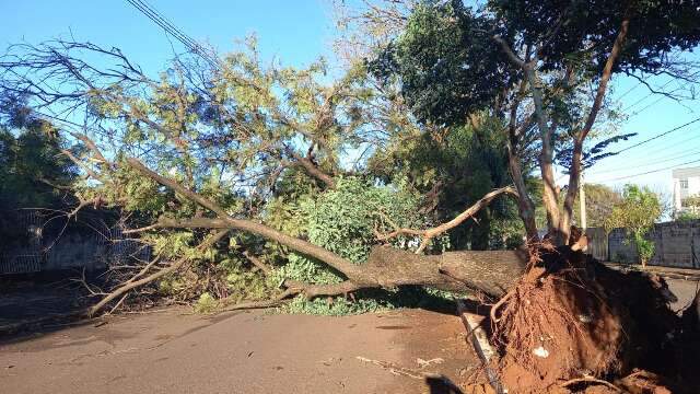 Ap&oacute;s dia chuvoso, &aacute;rvore cai e deixa rua interditada no Jardim Im&aacute; 