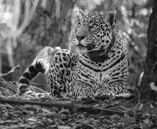 Filha da &#34;Esperança&#34;, onça-pintada &#34;Gaia&#34; não resistiu a mais um incêndio no Pantanal. (Foto: Lucas Morgado)