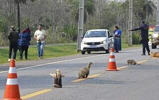 Animais empalhados expostos em rodovia para alertar motoristas sobre atropelamento (Foto: Bruno Rezende)