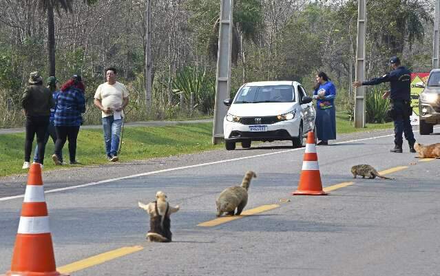 Rodovia que d&aacute; acesso &agrave; Bonito ter&aacute; blitz contra atropelamento de animais