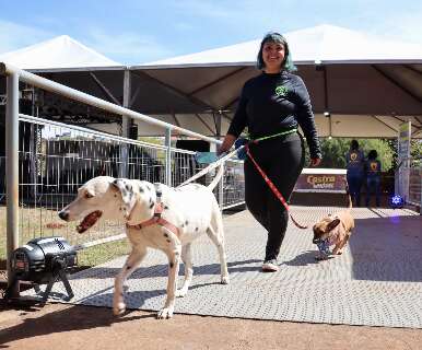 Na Capital, Festival Vida Animal é atração com solidariedade e desfile de cães