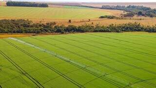 Área agrícola sujeita à declaração do ITR; base de cálculo do imposto é o Valor da Terra Nua; (Foto: Divulgação/CNA)