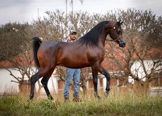 6&ordm; Leil&atilde;o Haras Engenho apresenta sele&ccedil;&atilde;o de alto n&iacute;vel de Cavalos &Aacute;rabes