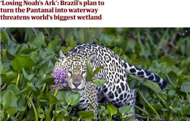 The Guardian chama Pantanal de &quot;Arca de No&eacute;&quot; e critica governo brasileiro