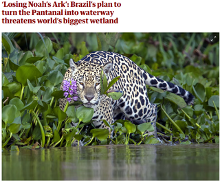 Capa da matária do The Guardian sobre o Pantanal nesta segunda-feira (12) (Foto: Reprodução)