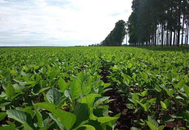 PIB de Mato Grosso do Sul deve crescer 2,4% em 2024, diz relat&oacute;rio de banco