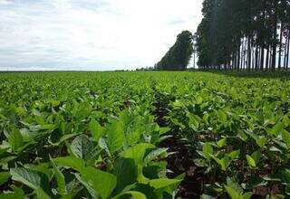 Campo cultivado com soja em propriedade rural de MS, em sistema de integração com florestas. (Foto: Divulgação/Aprosoja-MS)