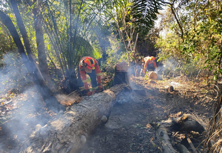 Bombeiros manejam tronco com foco de incêndio, no Pantanal de MS (Foto: Divulgação/Corpo de Bombeiros)