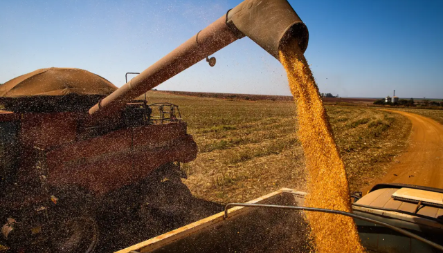 Produ&ccedil;&atilde;o brasileira de gr&atilde;os cai 7% e deve ter 298,6 milh&otilde;es de toneladas