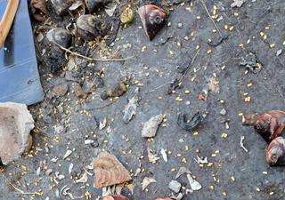 Cabeças de peixe foram encontradas em calçada da Rua Planalto. (Foto: Reprodução do processo)