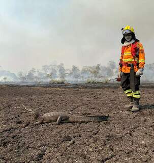 Jacaré com o rabo queimado em área com incêndio no Pantanal de MS (Foto: Divulgação/Ligabom/Corpo de Bombeiros) 