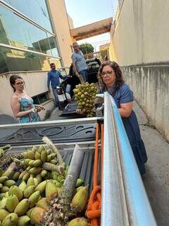 Equipe da prefeitura fez o transporte dos frutos de uma caminhonete para outra (Foto: Instituto Arara Azul)