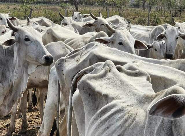 Sem comida, gado &eacute; encontrado morto e dona de propriedade multada 