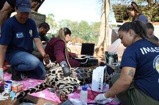 Profissionais realizaram procedimento simultâneo para dar mais agilidade e evitar estresse do animal (Foto: Álvaro Rezende/Secom)