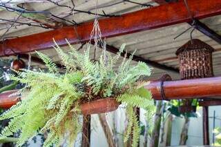 Quintal tem várias plantas que Domingos cuida (Foto: Juliano Almeida)