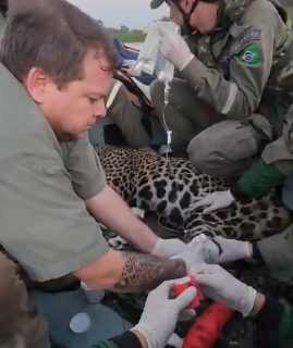 Grupo resgata segunda onça-pintada ferida por incêndios no Pantanal