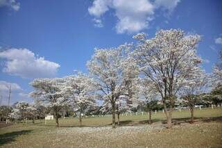 Tapete de flores brancas começa a se formar no gramado (Foto: Paulo Francis)