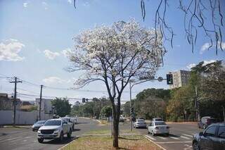 Ipê-branco em canteiro central da Avenida Nelly Martins (Foto: Paulo Francis)