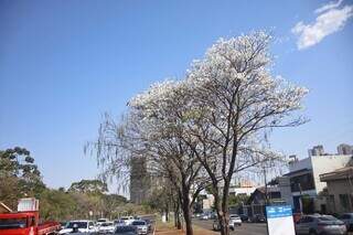 Ipês floridos e outro já seco em canteiro da Via Park.