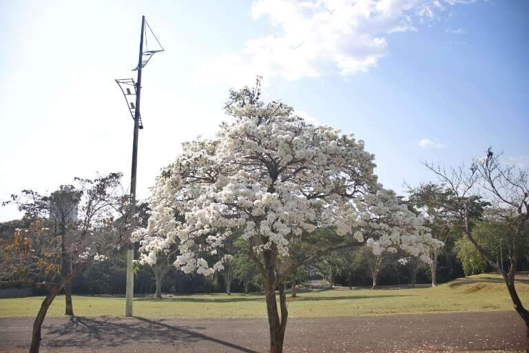 Campo Grande News