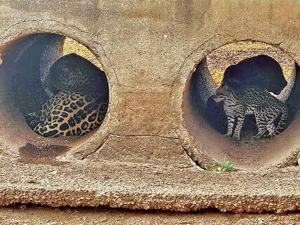 No Pantanal devastado, onça e jaguatirica dividem mesma sombra