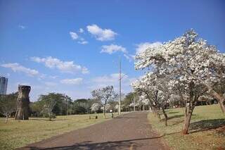 Exemplares de ipês-brancos agrupados no Parque das Nações Indígenas (Foto: Paulo Francis)