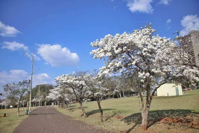 Campo Grande News