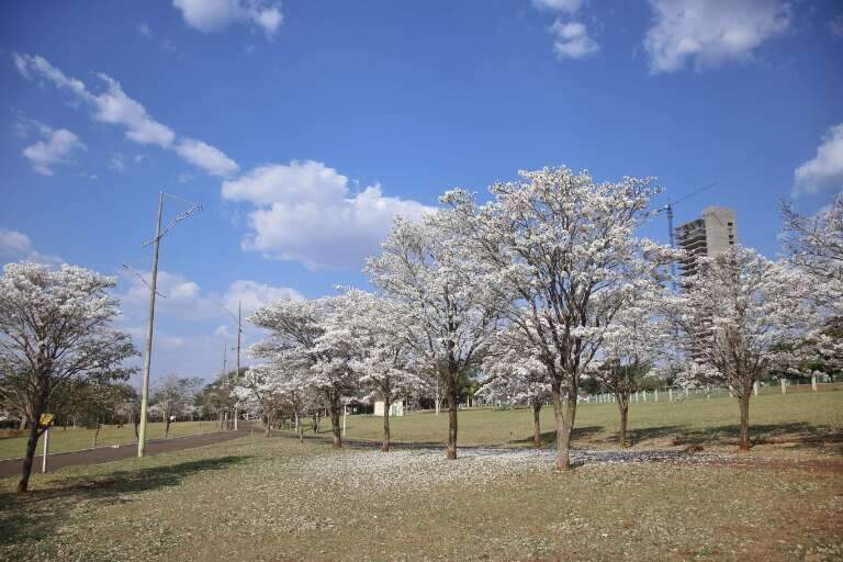 Campo Grande News