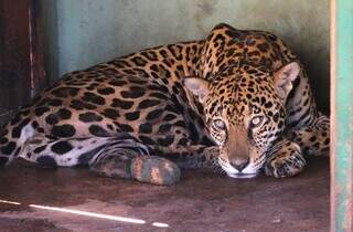 Onça-pintada Miranda está passando por tratamento médico e deve ser reintroduzida na natureza nos próximos 30 dias (Foto: Saul Schramm)