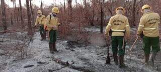 Brigadistas do PrevFogo circulam em área que virou cinzas, em 2022 (Foto: Divulgação/Ibama)