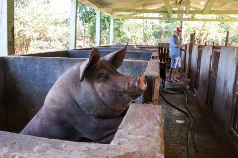 Sitiante perdeu porca de 300 kg, arrastada pela enxurrada, assim como as aves