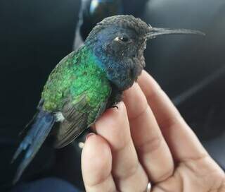 Beija-flor ferido resgatado em um ônibus da Capital (Foto: Divulgação GCM)