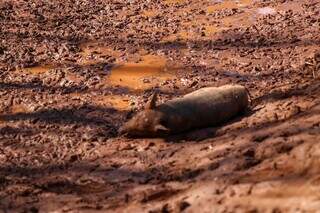 Rompimento de barragem matou porco criado na chácara de Luiz Nery. (Foto: Henrique Kawaminami)