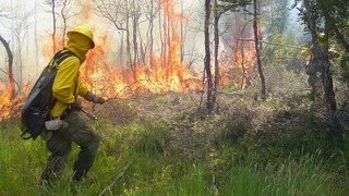 A comunidade, incluindo crianças, se engaja em prevenção para reduzir incêndios florestais no Chile (Foto: Reprodução Conaf)