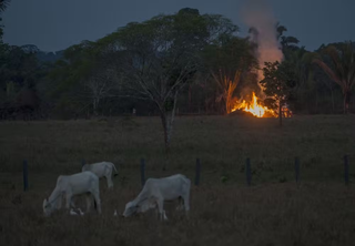 Criação de gado e queimada em Rondônia (Divulgação: Edilson Dantas/O Globo)