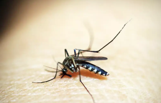 Mosquito &eacute; o animal que mais mata no mundo; veja os cuidados