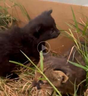 Órfãos do fogo: filhotes de gato-palheiro são regatados em incêndio 