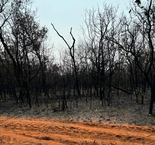 Uni&atilde;o entre fazendeiros e usina consegue extinguir fogo em Sonora