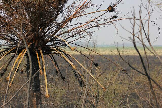 Mato Grosso do Sul enfrenta o pior per&iacute;odo de seca em 40 anos