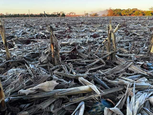 Rio Brilhante registrou geada com temperatura de 0&ordm;C, conforme a Embrapa 