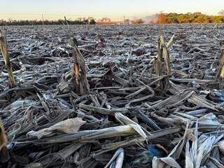 Paisagem branquinha em Rio Brilhante, nesta manhã, onde os termômetros registraram 0ºC (Foto: Diego Batistoti, do RB Notícias) 