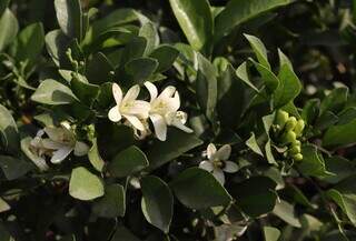 Murta tem flores brancas pequenas, com um perfume que a coloca no grupo das &#34;damas-da noite&#34; (Foto: Osmar Veiga)