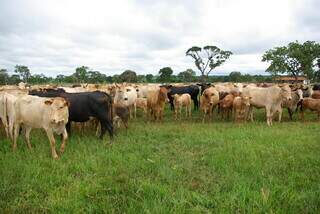 Animais participam do Projeto Pecus, que avaliou desempenho da pecuária na produção de GEE em 6 biomas do Brasil. (Foto: Arquivo/Embrapa)